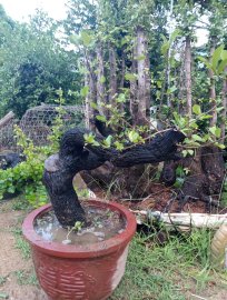 Cẩm thị đẹp