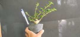 Gl ae sam hương 200k bao phí 