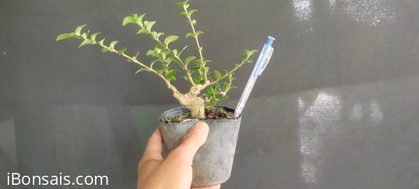 Gl ae sam hương 200k bao phí
