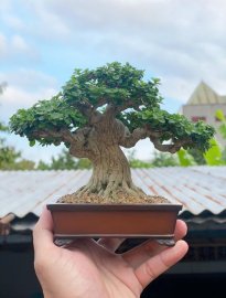 Sam hương indo