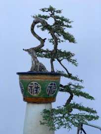 Tác Phẩm Linh Sam Buông Trôi