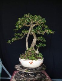 Sam núi bông