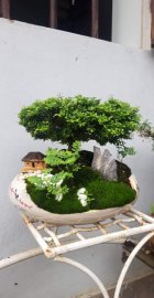 Tác phẩm : Linh sam ( hạt gạo ) 