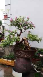 Tác phẩm : hoa giấy