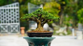 Tác phẩm : mai chiếu thuỷ
