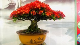 Tác phẩm : bông trang 