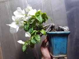 Em Giấy Trắng rộ bông.