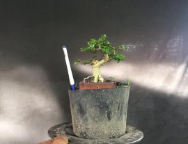 Gl ae sam hương 350k bao síp