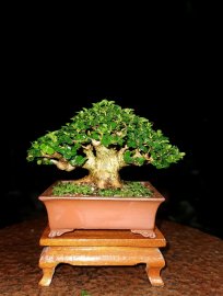 Rút chậu Ceramics Duyanh cho khách yêu