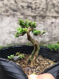Nhà nghèo ko có tiền mua quần cho mấy ẻm