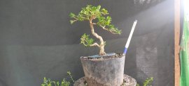 Gl ae sam hương 350k bao phí 