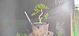 Gl ae sam hương 350k bao phí 