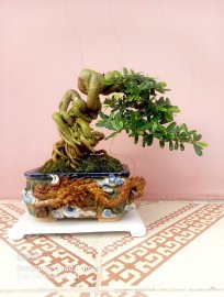 Linh sam hoa trắng cuốn hồng