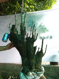 Giao lưu cây cẩm thị thiên nhiên đẹp giá 500k