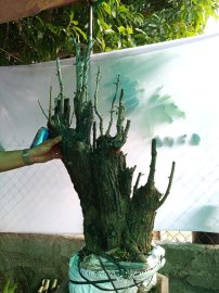 Giao lưu cây cẩm thị thiên nhiên đẹp giá 500k