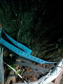 Giao lưu cây cẩm thị thiên nhiên đẹp giá 500k