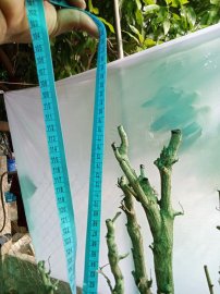Giao lưu cây cẩm thị thiên nhiên đẹp giá 500k