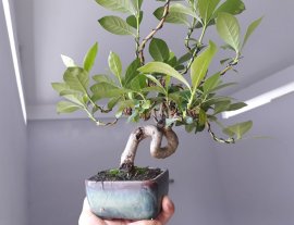 Em là Bạch Thiên Hương...