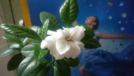 Em là Bạch Thiên Hương...