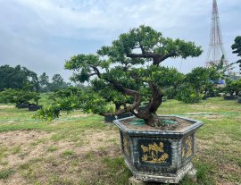 Cs và Gl tới mọi người 