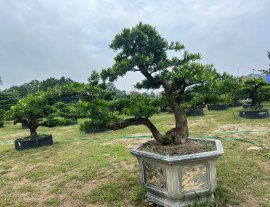 Cs và Gl tới mọi người 
