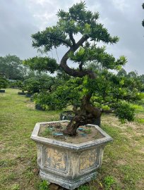 Cs và Gl tới mọi người 