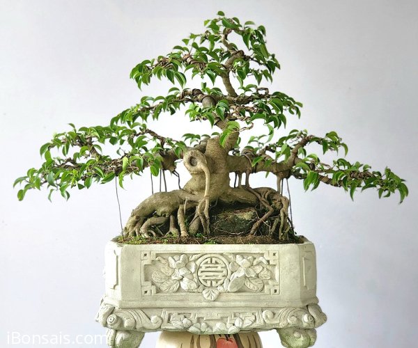Cây Sanh Bonsai Mini Ôm Đá - Chăm Sóc và Trồng Cây Chuẩn