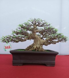 Mai chiếu thủy