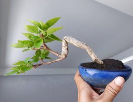 Bông giấy Mỹ zin...