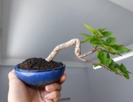 Bông giấy Mỹ zin...