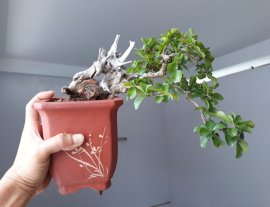 Sam Ngọc lủa zin...