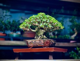 Sam Hương Trên Chậu Tosui