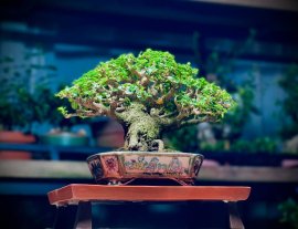 Sam Hương Trên Chậu Tosui