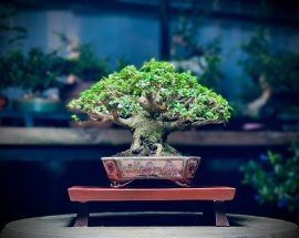 Sam Hương Trên Chậu Tosui