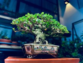 Sam Hương Trên Chậu Tosui