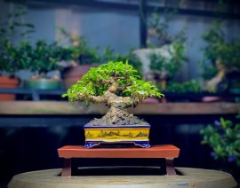 Mai Chiếu Thuỷ Chia sẻ ae