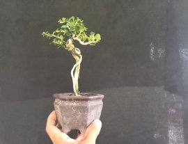 Gl ae sam hương 250k bao sip