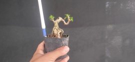 Gl ae sam hương 150k bao phí