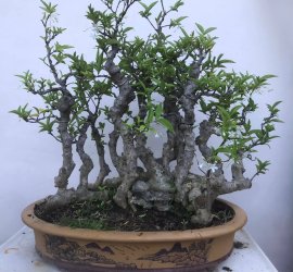 Rừng lá lớn liền bệ