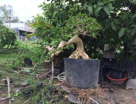 Gl ae sam hương giá 1,5tr bao síp