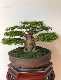 MAI CHIẾU THUỶ TRUNG NU