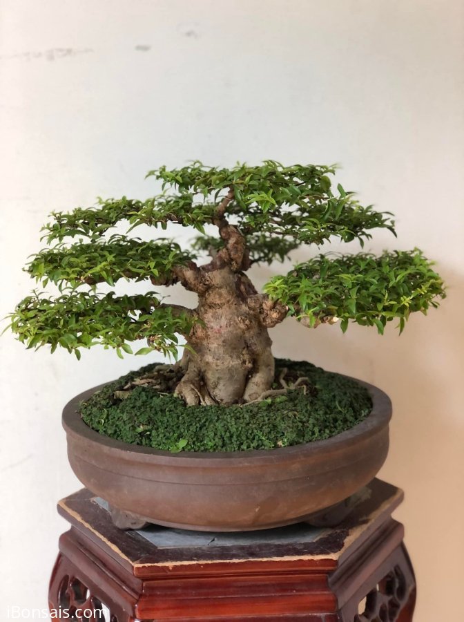 MAI CHIẾU THUỶ TRUNG NU