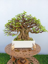 Chúc cả nhà vui vẻ và nhiều tài lộc ạ