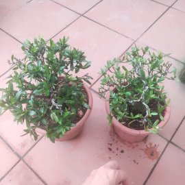 Thanh lý cặp trang đỏ 800k ạ