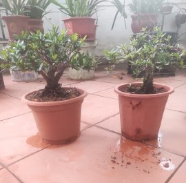 Thanh lý cặp trang đỏ 800k ạ