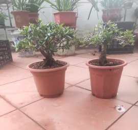 Thanh lý cặp trang đỏ 800k ạ