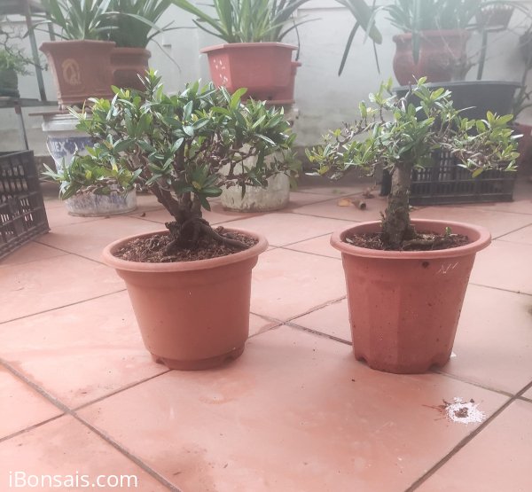 Thanh lý cặp trang đỏ 800k ạ