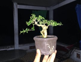 Gl se sam hương 300k bao síp