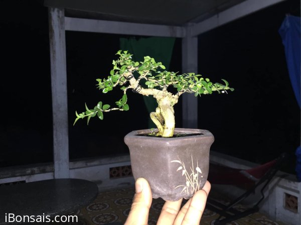Gl se sam hương 300k bao síp