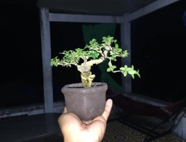 Gl se sam hương 300k bao síp